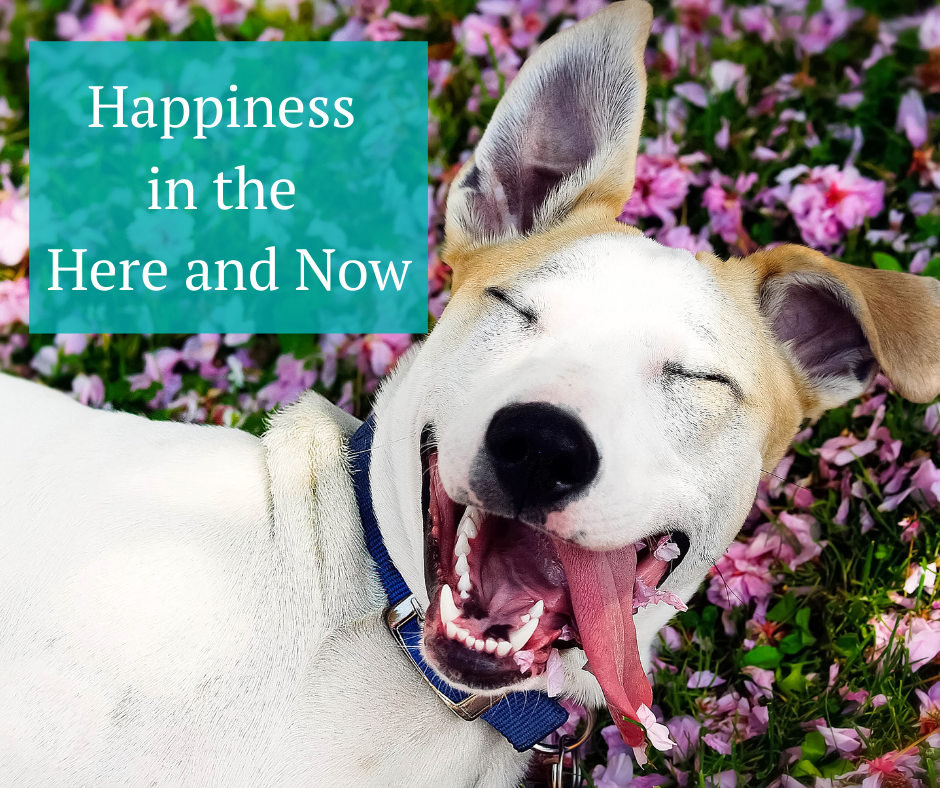 Happiness in the Here and Now